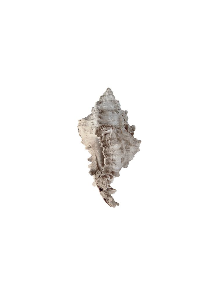 Evergladensis 2 artwork