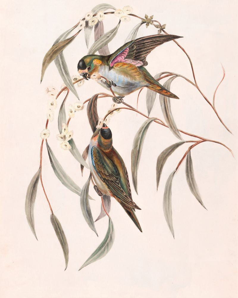 Feathered Friends 1 artwork