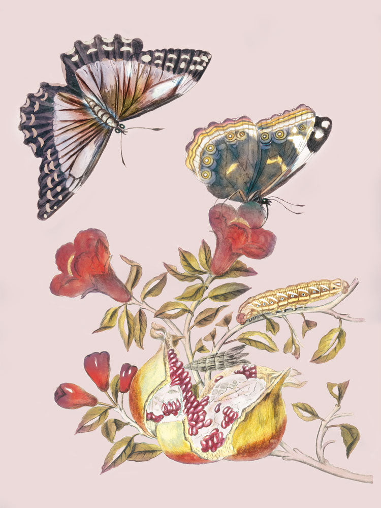 Fruit and Flutterby 1 artwork
