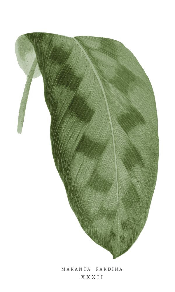 Green Trace 1 artwork