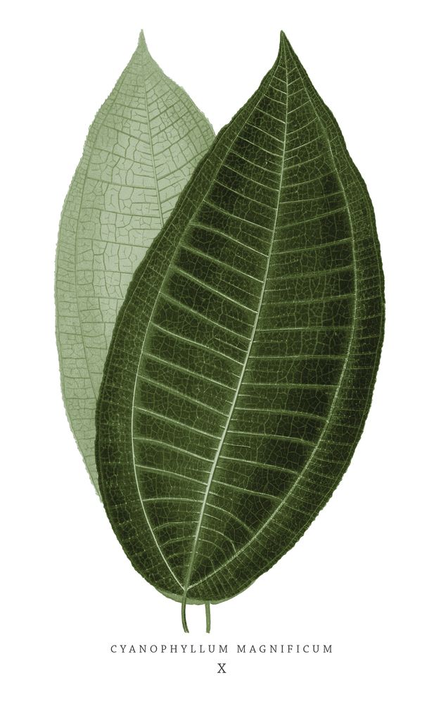 Green Trace 2 artwork