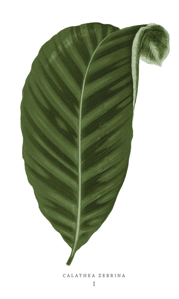 Green Trace 3 artwork