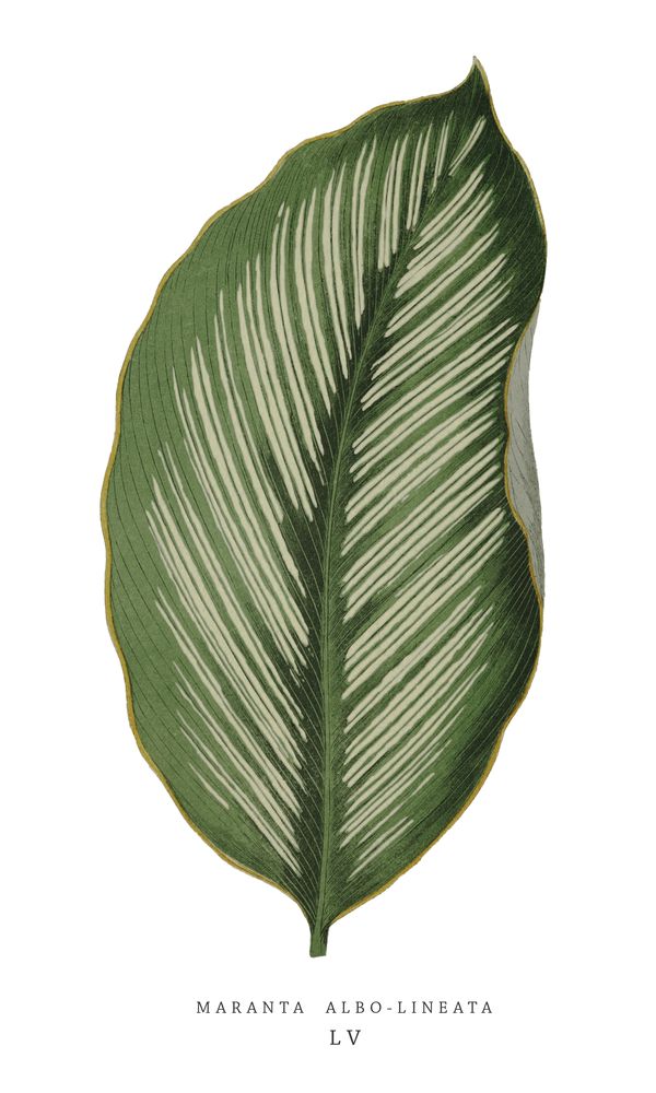 Green Trace 4 artwork