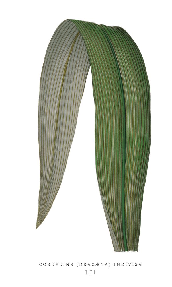 Green Trace 5 artwork