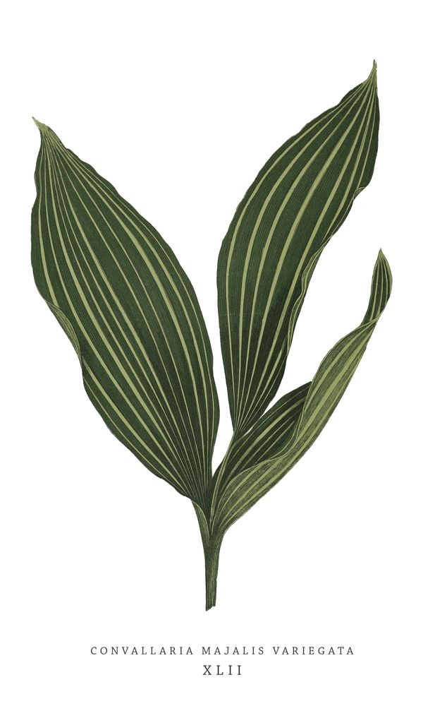 Green Trace 6 artwork