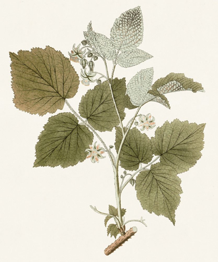 Garden Treasures 1 artwork