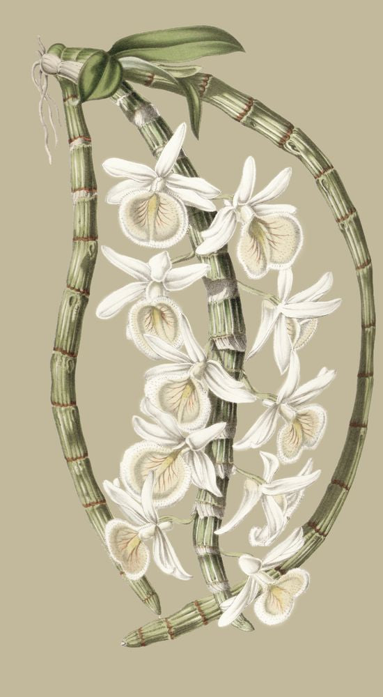 Jungle Flora 1 artwork