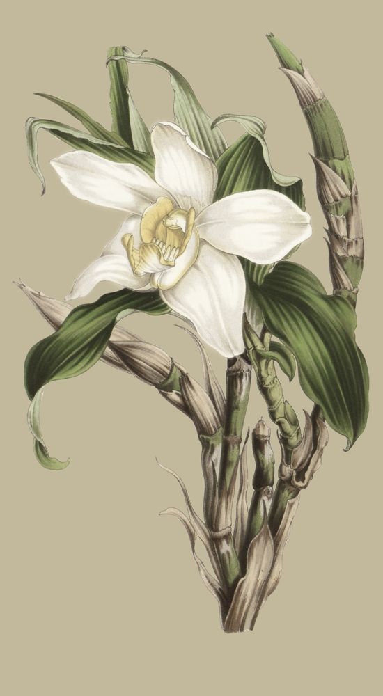 Jungle Flora 2 artwork