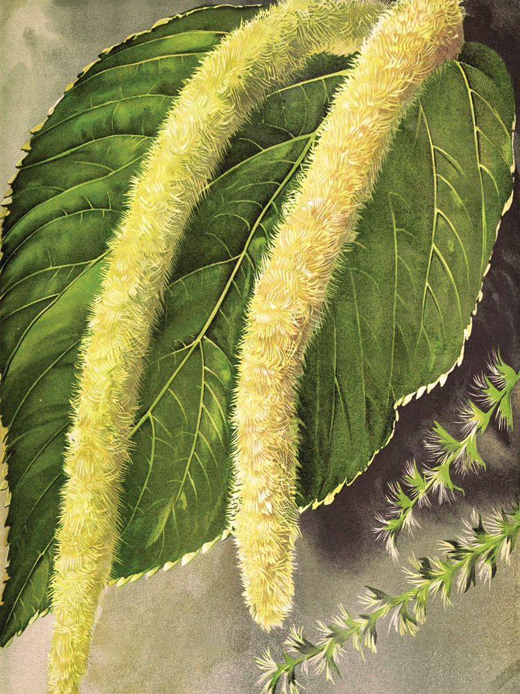 Jewel Blooms 2 artwork