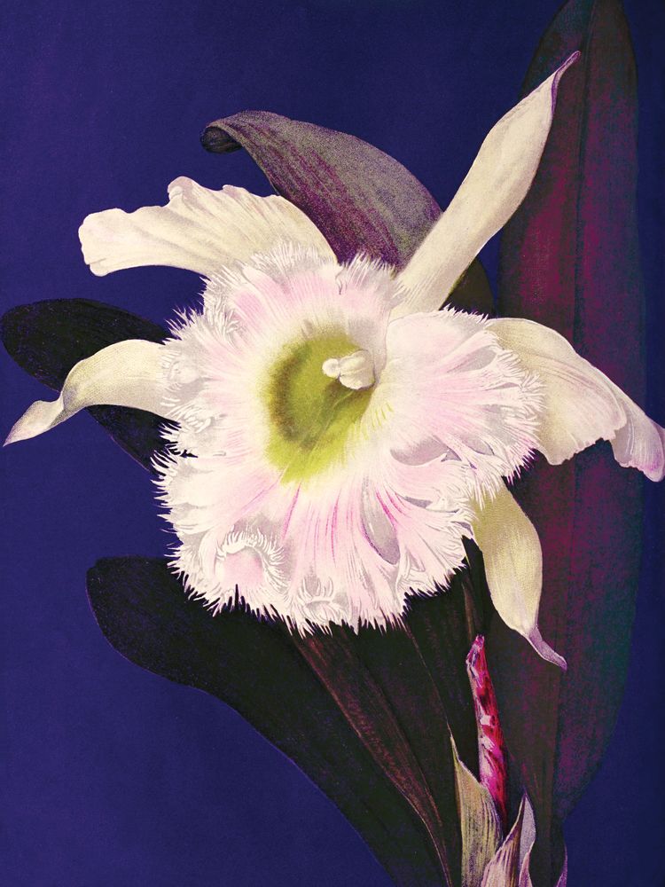 Jewel Blooms 3 artwork