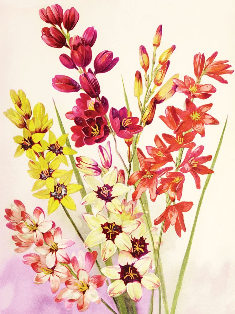 Jewel Blooms 6 artwork