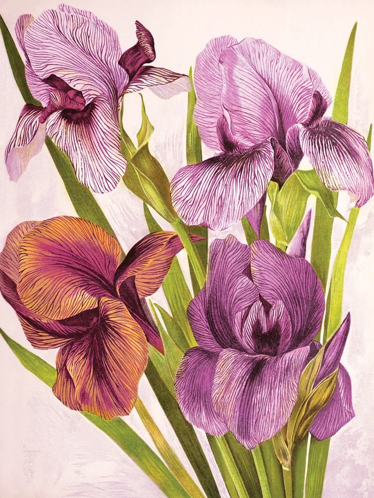 Jewel Blooms 7 artwork