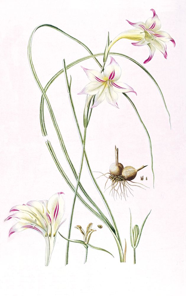 Lilium 1 artwork
