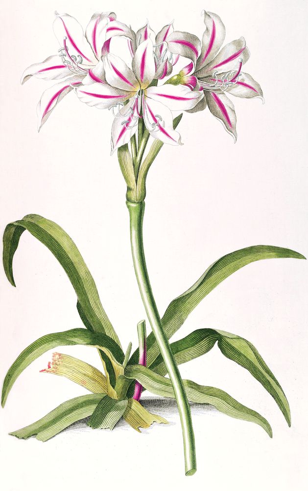 Lilium 2 artwork