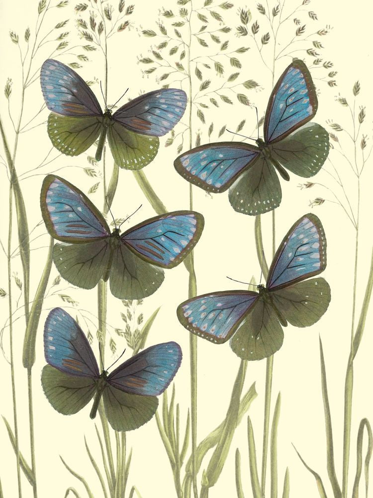 Mariposas 2 artwork