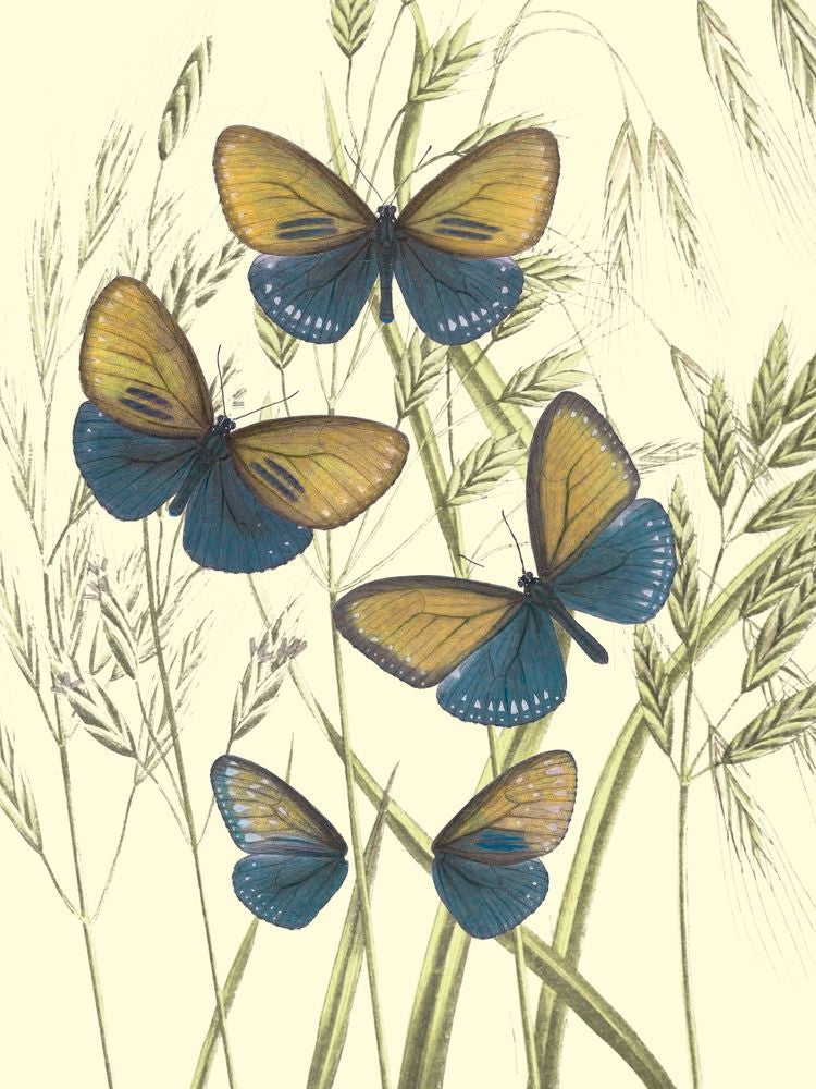 Mariposas 3 artwork