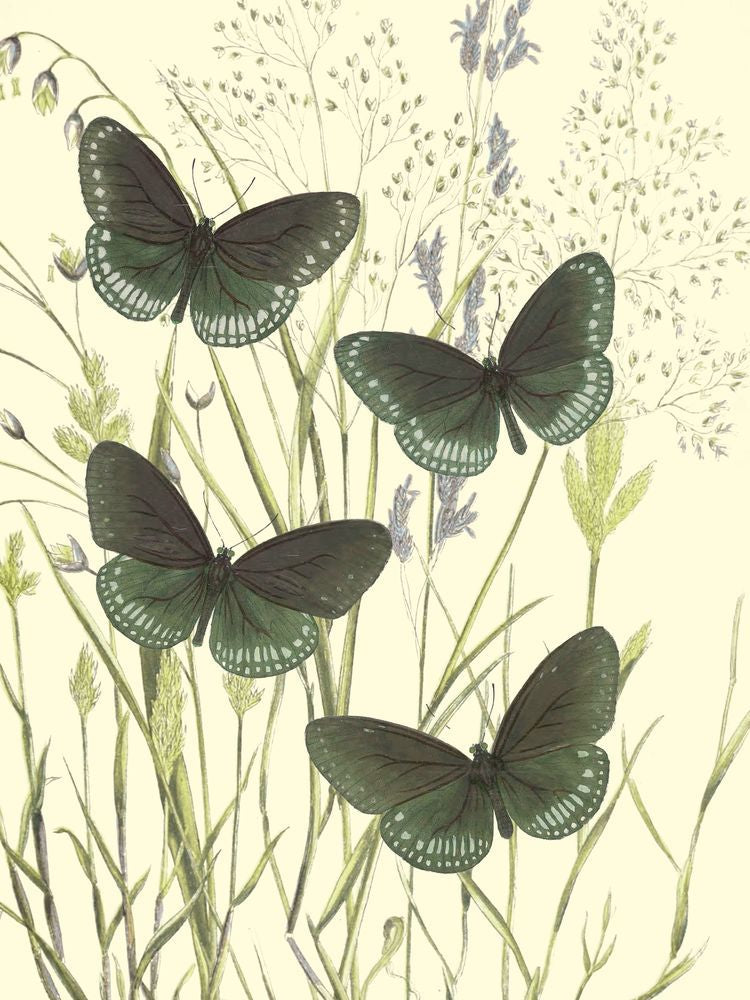 Mariposas 4 artwork