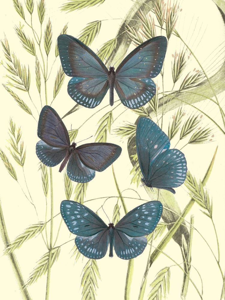 Mariposas 5 artwork