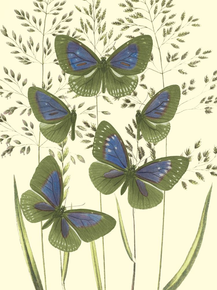 Mariposas 6 artwork