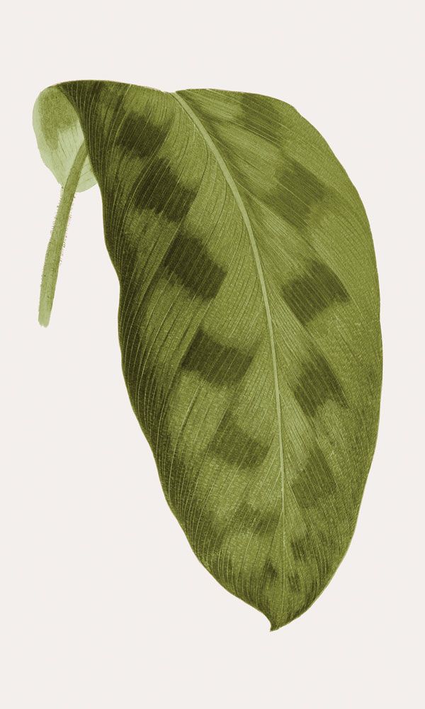 Neoteric Trace Green 4 artwork