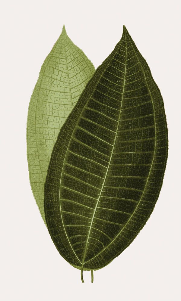 Neoteric Trace Green 5 artwork