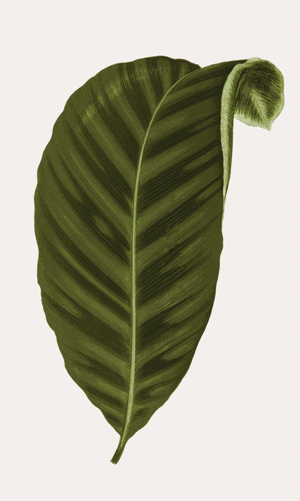 Neoteric Trace Green 6 artwork
