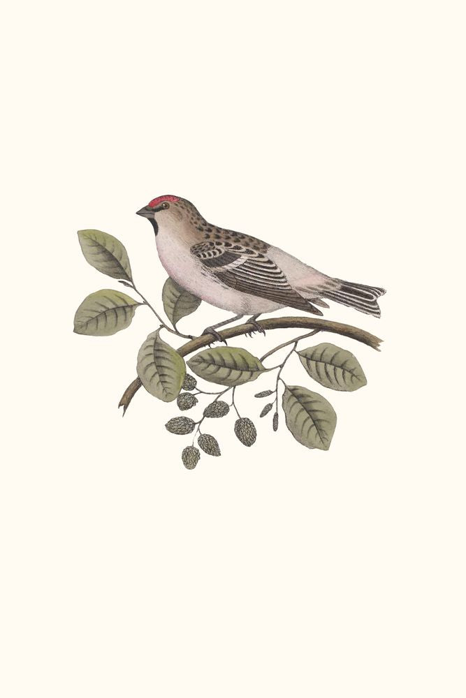 Nesting Navigators Ivory 1 artwork