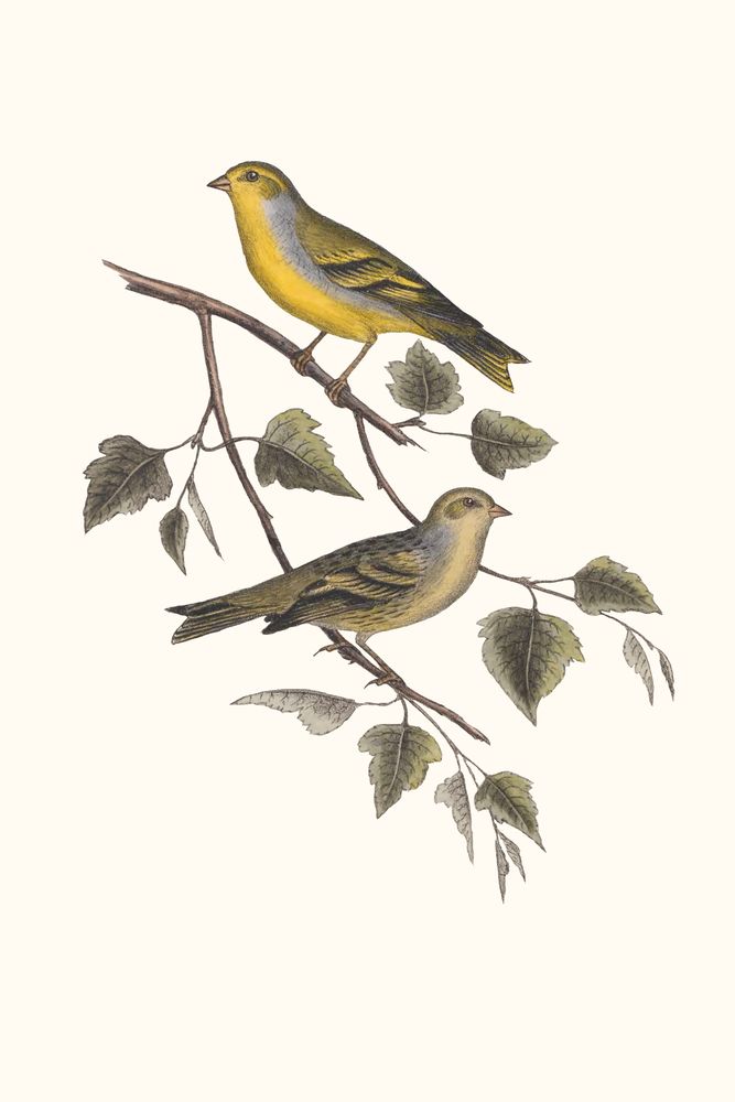 Nesting Navigators Ivory 2 artwork