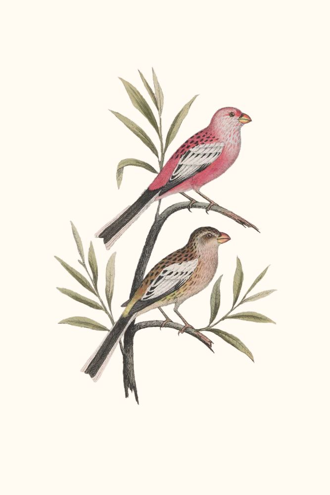 Nesting Navigators Ivory 4 artwork