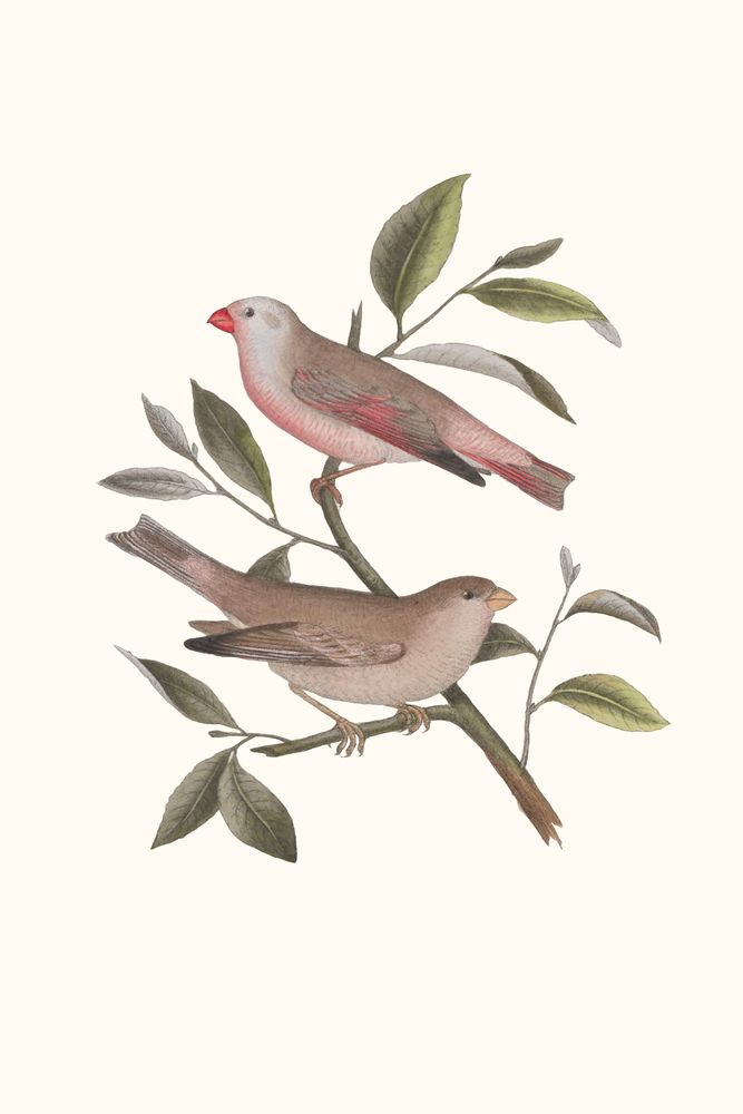 Nesting Navigators Ivory 6 artwork