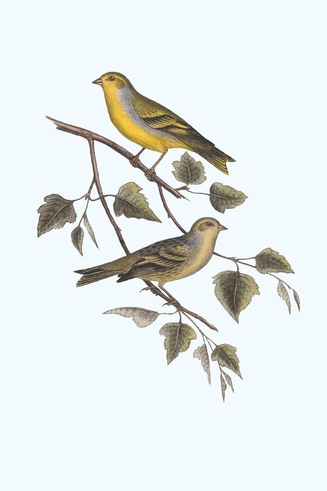 Nesting Navigators Blue 2 artwork