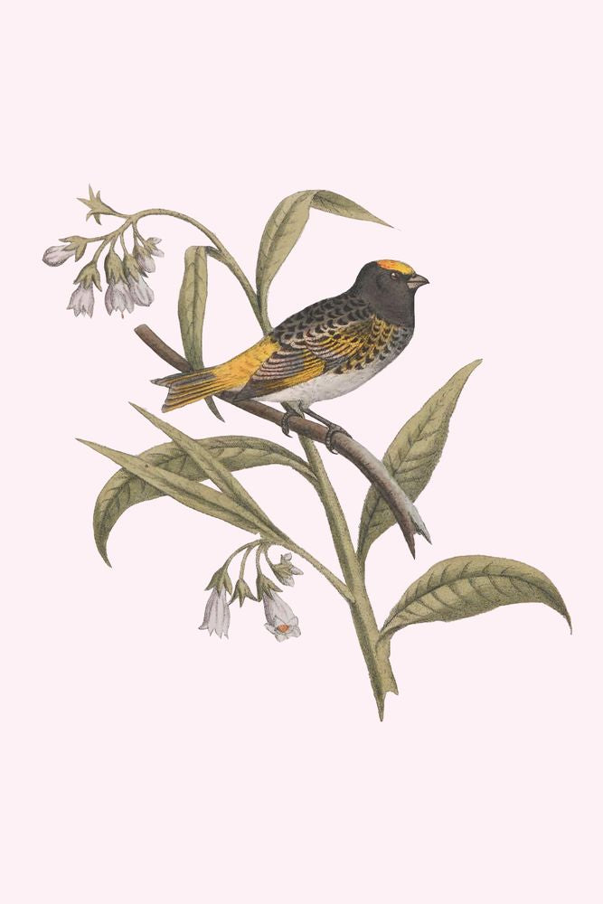 Nesting Navigators Pink 5 artwork