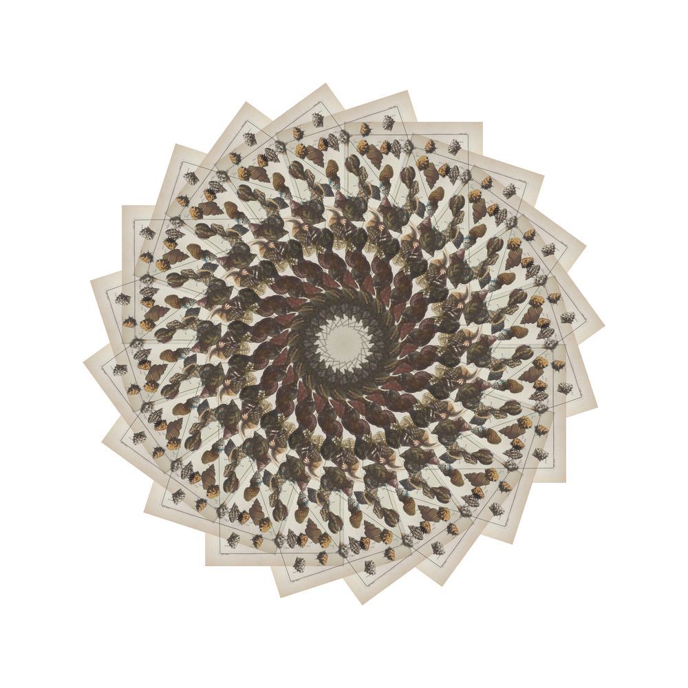 Radiating Carapaces 2 artwork