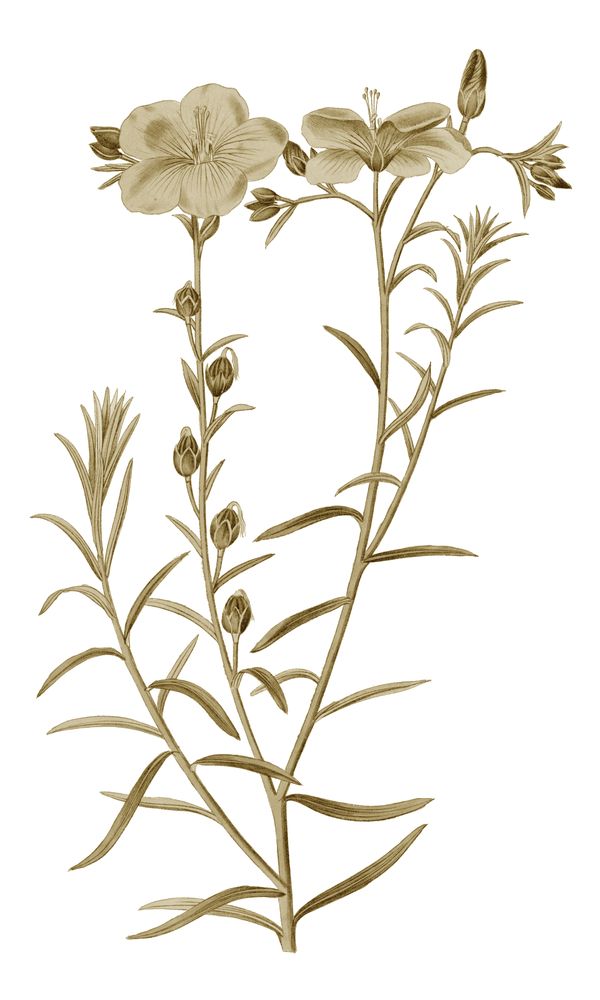 Sweet Preservation 8 — artwork