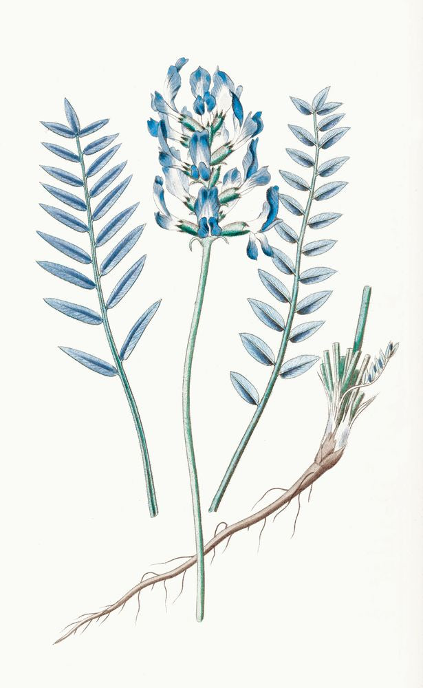 Sapphire Flora 1 artwork