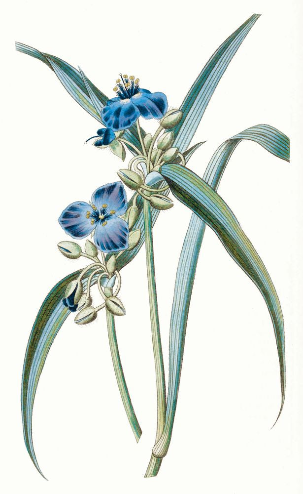 Sapphire Flora 2 artwork