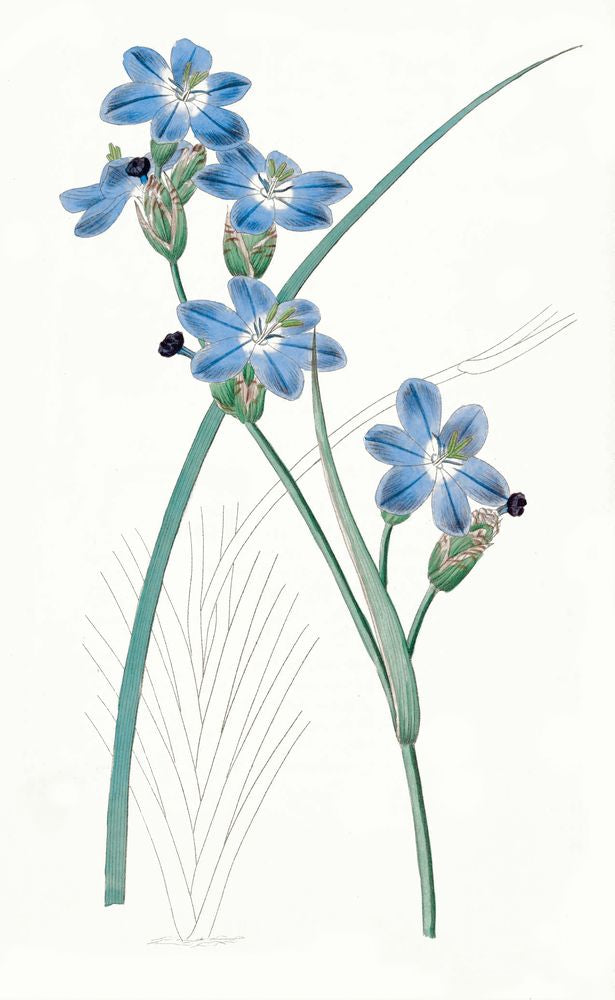 Sapphire Flora 3 artwork