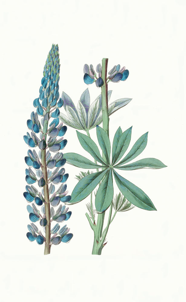 Sapphire Flora 4 artwork
