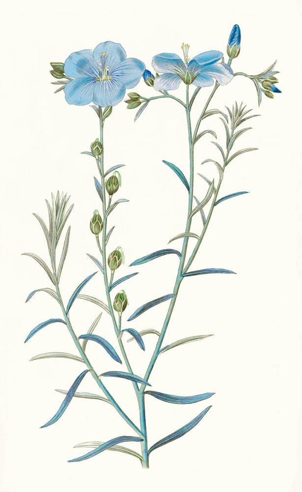 Sapphire Flora 5 artwork