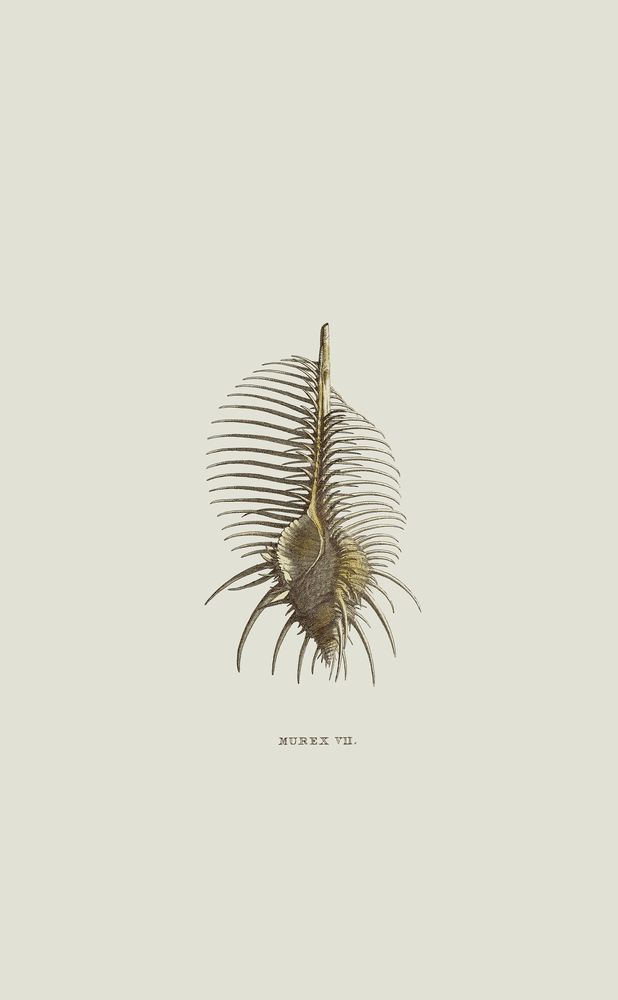 Sundry Murex 1 artwork