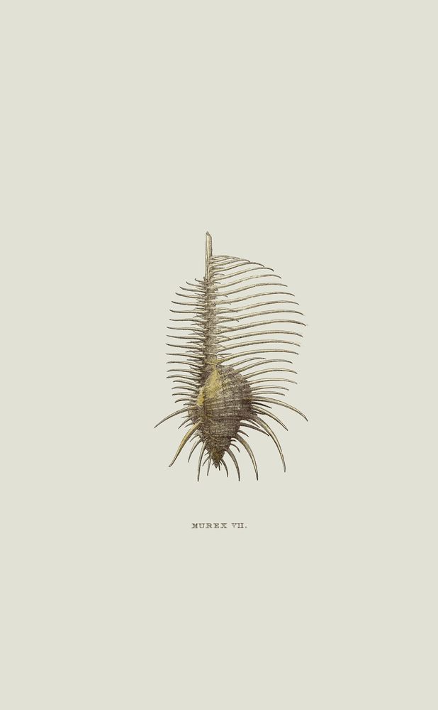 Sundry Murex 2 artwork