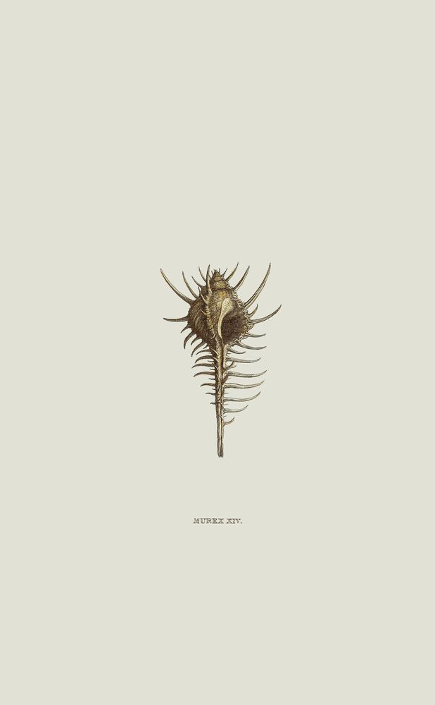 Sundry Murex 3 artwork