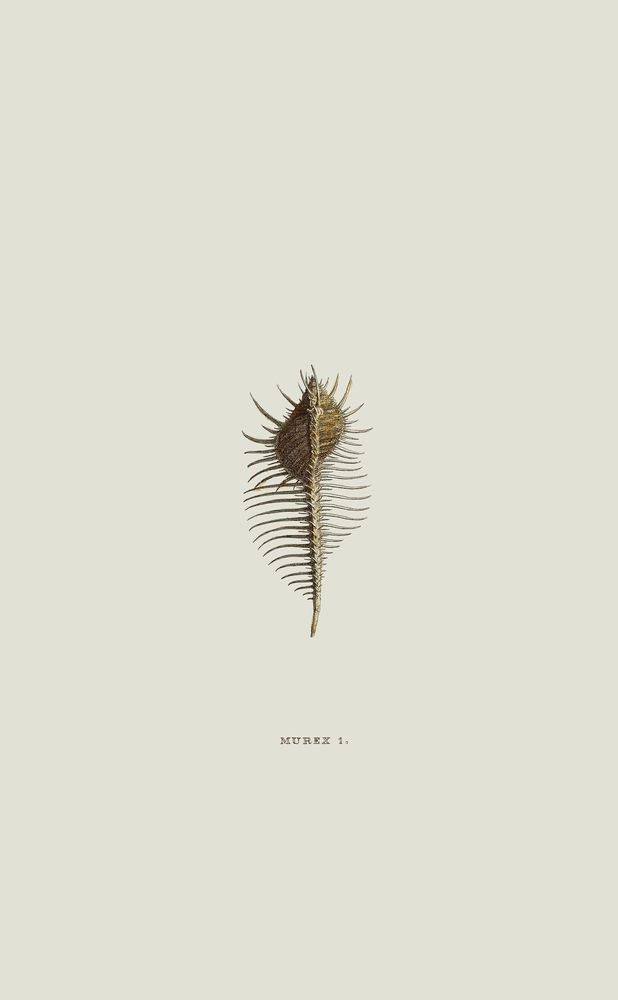 Sundry Murex 4 artwork
