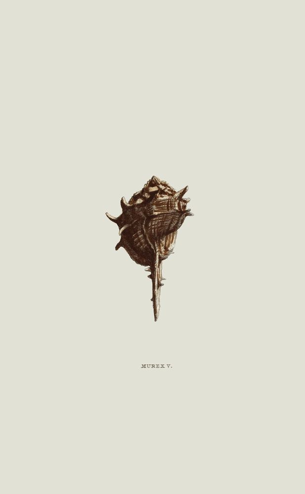 Sundry Murex 5 artwork