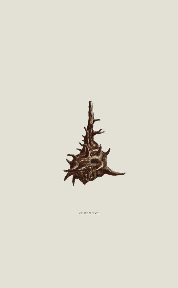 Sundry Murex 6 artwork