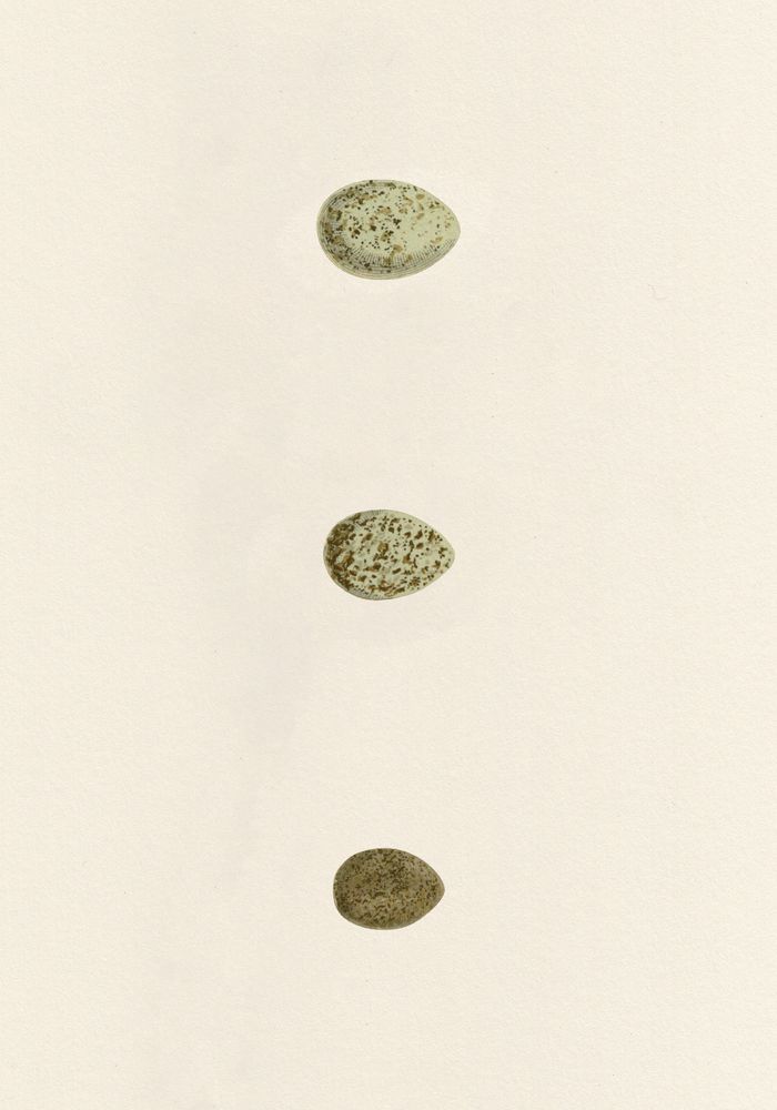 Unhatched 8 artwork