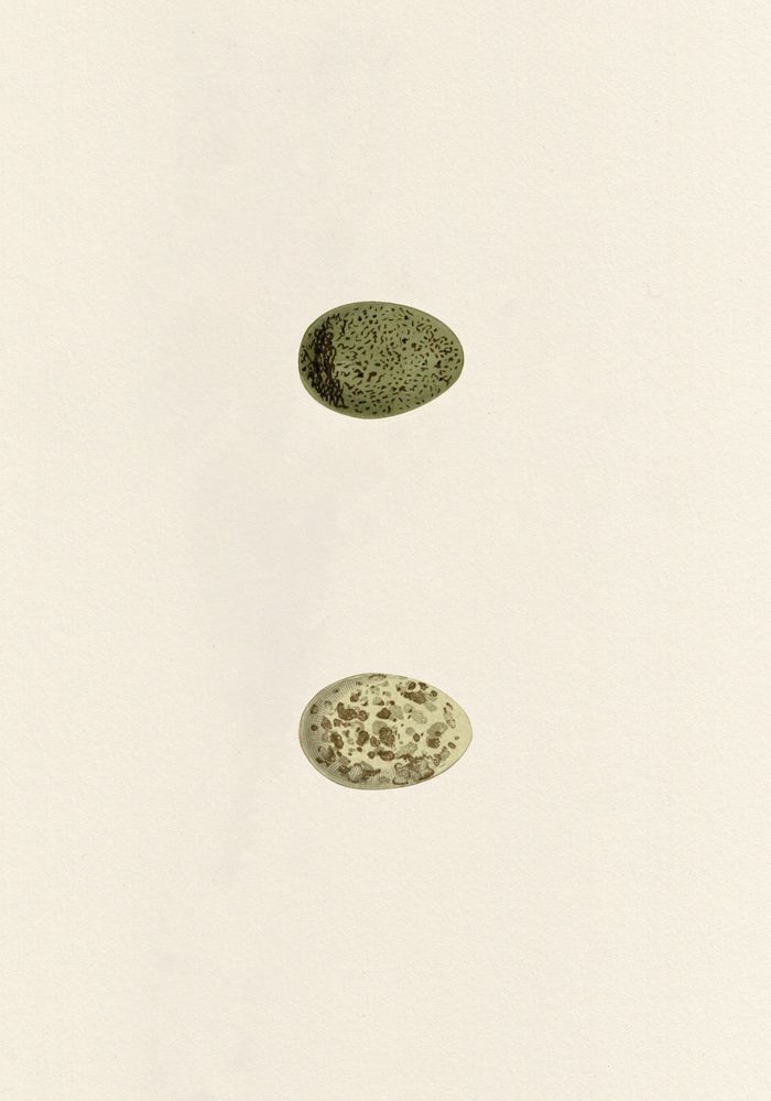Unhatched 9 artwork