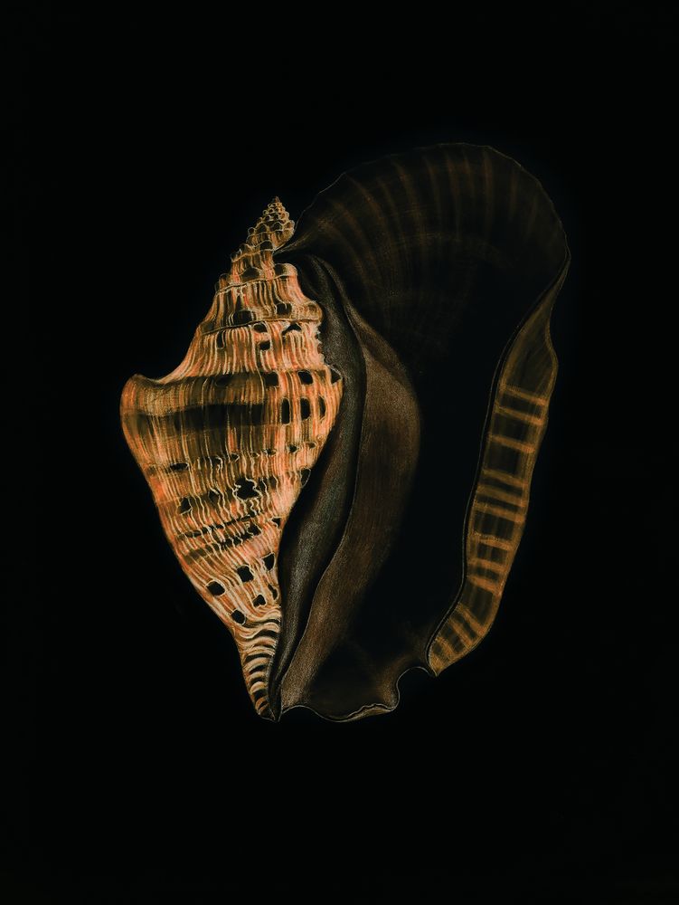 Wild Calm 3 artwork