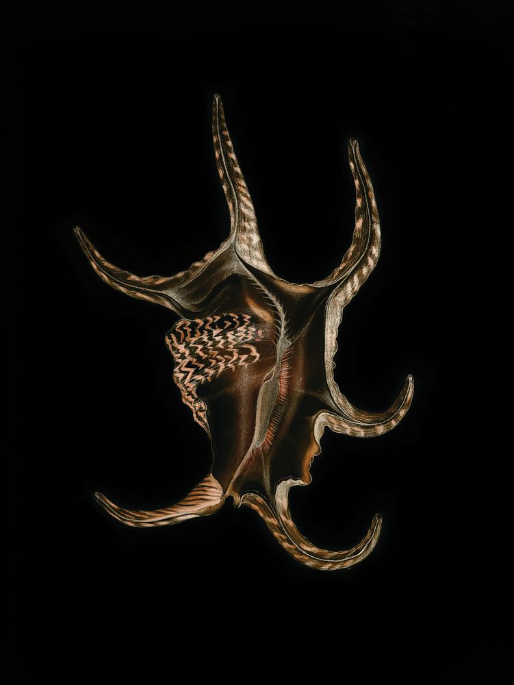 Wild Calm 5 artwork