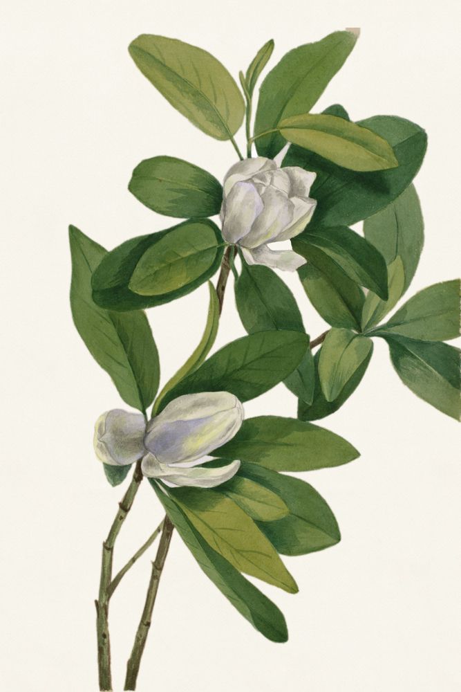 White Florals 1 artwork
